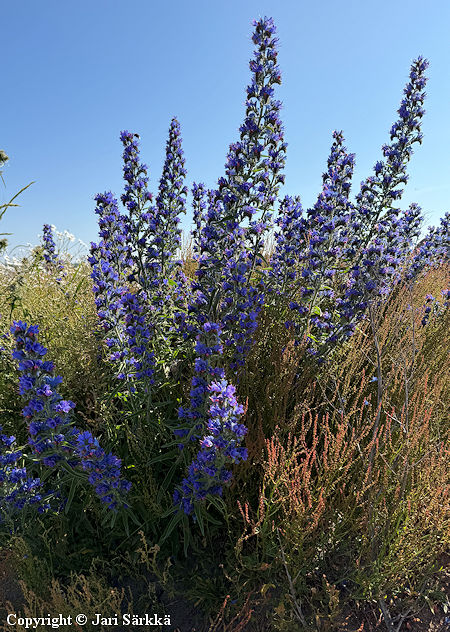 Echium vulgare, kyl�neidonkieli